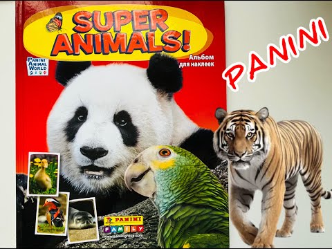 Видео: Собираю PANINI Super Animals (2 часть)
