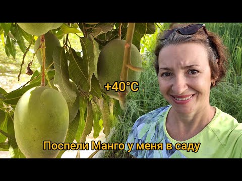 Видео: #106 Мой урожай манго / Как переносим жару в Африке