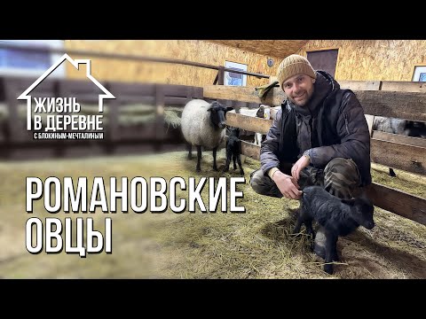 Видео: Романовская порода овец. Чем кормить и как ухаживать?