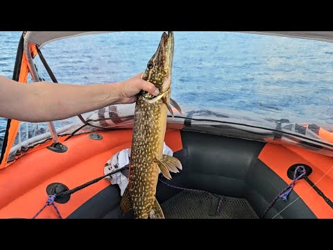 Видео: Встречаем осень на Выгозере. И снова с уловом!