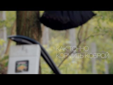 Видео: Как кормить коброй?