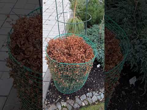 Видео: Любимый сад 🏡❤️🌲.