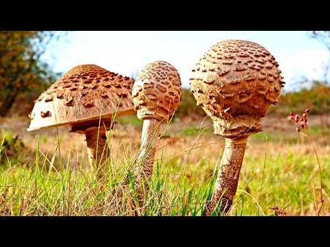 Видео: Какой необыкновенный гриб можно найти в смешанном лесу