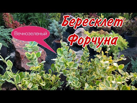 Видео: Бруслина Форчуна в дизайні сада.Яскравий край квітника.Ландшафтний дизайн власноруч.Квітник.Сад.