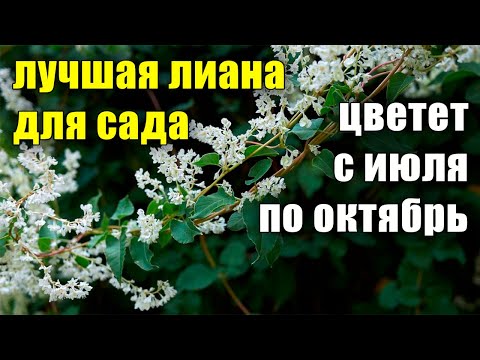 Видео: Лучший обзор Горец бальджуанский, самая быстрорастущая лиана, осенний медонос.