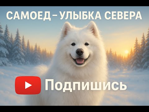 Видео: Самоед — белоснежная улыбка Севера и доброта, воплощённая в собаке.