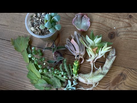 Видео: Посылка с суккулентами от Катюши ,с канала " Сукко жизнь"🪴