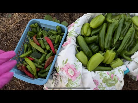 Видео: 12.09.25 проверка огорода, перцы собрала