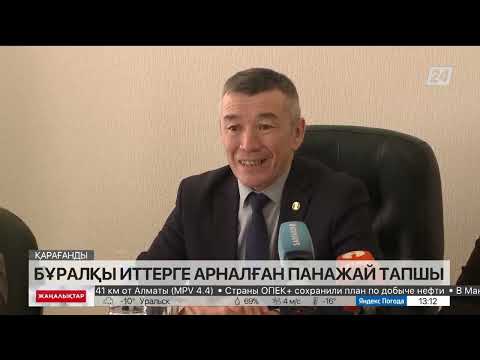 Видео: Қарағандыда қаңғыбас ит көбейіп барады