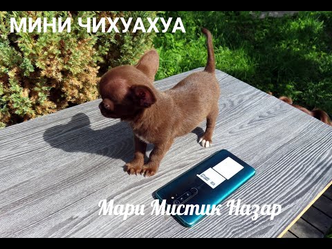 Видео: Очень УМНЫЙ МИНИ малыш #чихуахуа НАЗАР #цена указана в видео #купитьчихуахуа 8921595084 #продамщенка