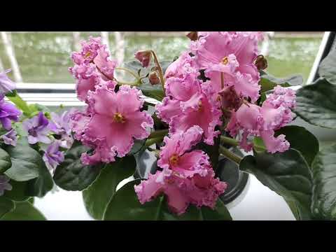 Видео: Продолжаю знакомство с моей коллекцией фиалок.