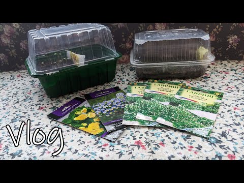 Видео: # 434. Увидела эти семена цветов и влюбилась в них. Посеяла не задумываясь. Семена, рассада 2025