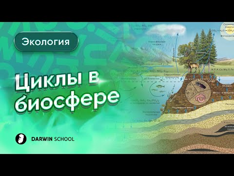 Видео: Тема №11: Циклы в биосфере