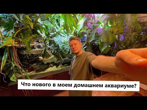 Видео: Что нового в моем домашнем аквариуме? Протока, Байкал эм-1, Арована и милеусы , оксидатор