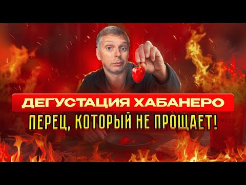 Видео: Дегустация ХАБАНЕРО перец который не прощает.