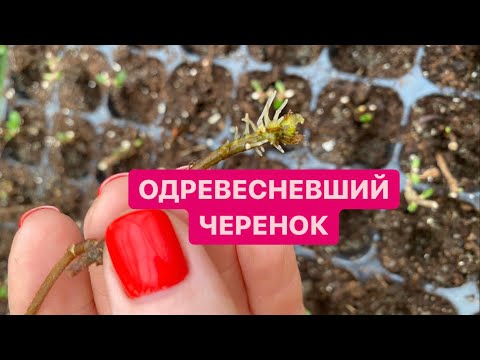 Видео: ОДРЕВЕСНЕВШИЙ ЧЕРЕНОК