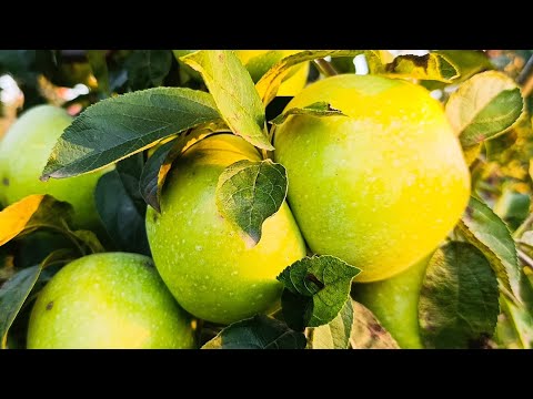 Видео:  Яблоко ренет Симиренко