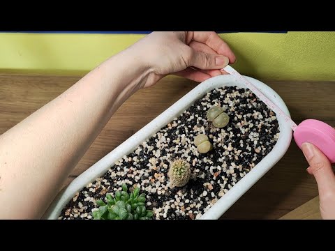 Видео: 🧘‍♀️😴Снимаю мерки.🌵Неразборчивый шёпот. асмр.