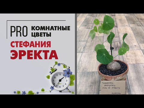 Видео: Стефания Эректа - необычное экзотическое растение | Удивительное комнатное растение
