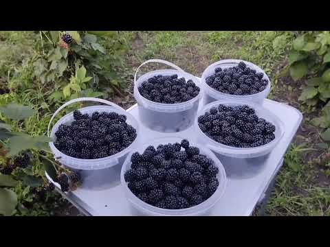 Видео: Ожина - секрети врожаю