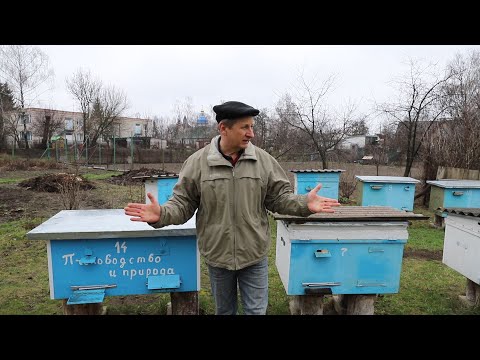 Видео: Что делать с пчелами весной на пасеке?