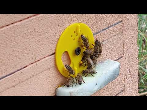 Видео: Сильная пчела в зиму на медоносе сентября - золотарнике американском