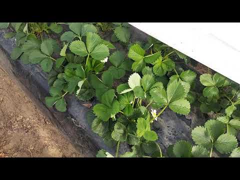 Видео: Кальций после фосфора быть или не быть?