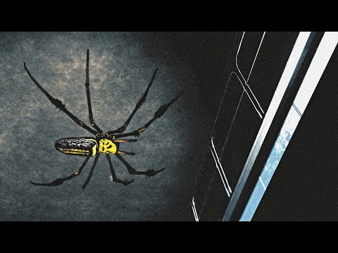 Видео: Игра ужасов HUNTSMAN Spider обновлена?!