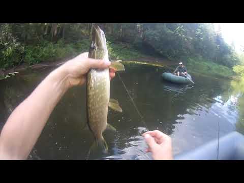 Видео: В верховьях реки Сясь