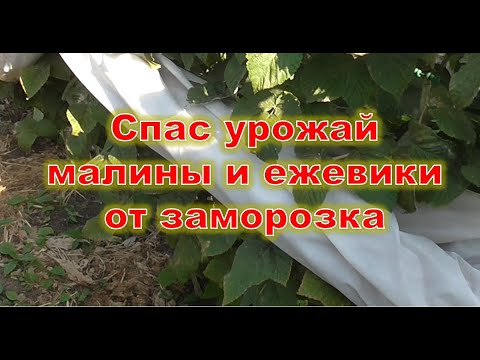 Видео: Спас урожай малины и ежевики от заморозков