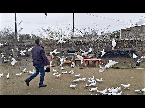 Видео: #bakigoyercinleri2021 Mehemmedi Goyercinleri Sahin tel0507906500 #goyercinler2021#бакинскиеголуби