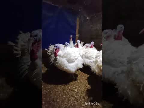 Видео: Как живут индюки в морозы.