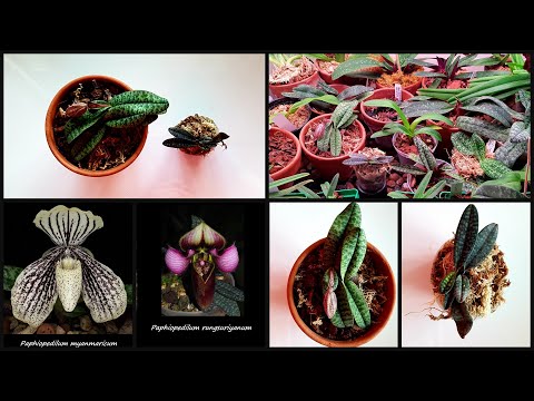 Видео: НОВЫЕ ОРХИДЕИ (PAPHIOPEDILUM RUNGSURIYANUM & PAPHIOPEDILUM MYANMARICUM): ревизия и пересадка