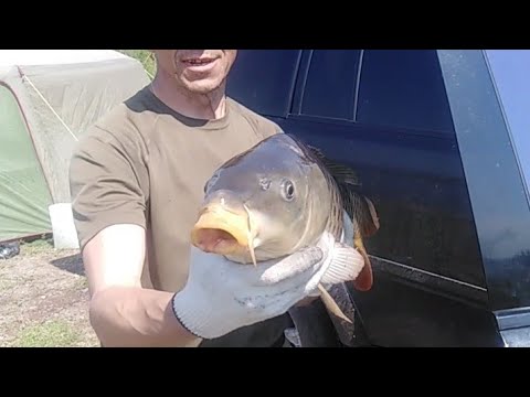 Видео: Рыбалка на карпа,озеро красное Хакасия.