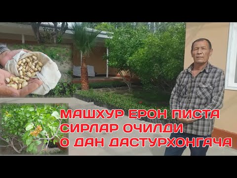 Видео: МАШХУР ЕРОН ПИСТА СИРЛАР ОЧИЛДИ 0 ДАН ДАСТУРХОНГАЧА