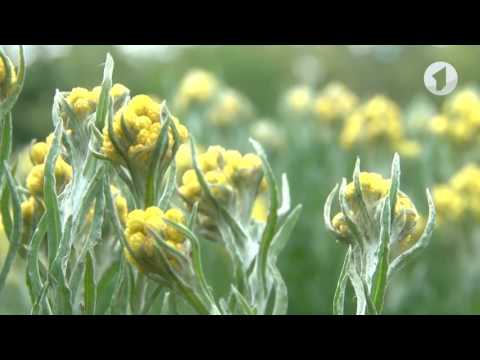 Видео: Какие полезные травы растут в лесу / Утренний эфир