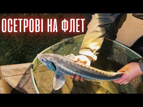 Видео: Осетри на клубній водоймі Синів #флетфідер 🎣 #риболовля
