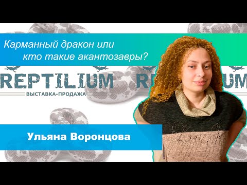 Видео: Карманный дракон или кто такие акантозавры? Личный опыт