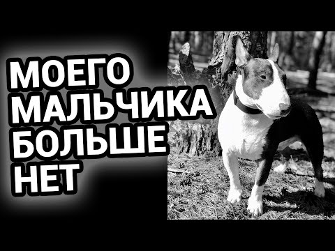 Видео: О чем не расскажут врачи | ХПН у собак | Неверный диагноз ветеринарный центр Котонай