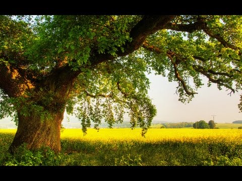 Видео: Якуб Колас "У старых дубах"
