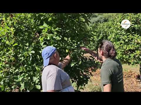 Видео: Как чичо Георги от с. Шивачево се справи с нападенията от ябълков плодов червей