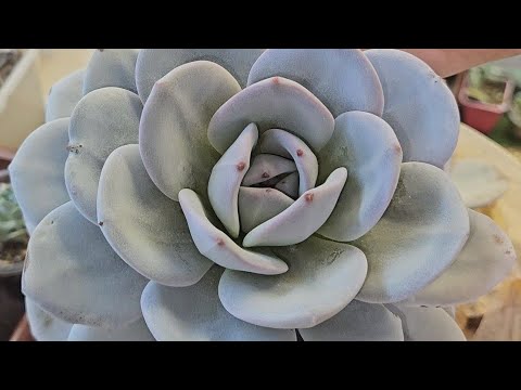 Видео: эхеверия Лау будет жить?