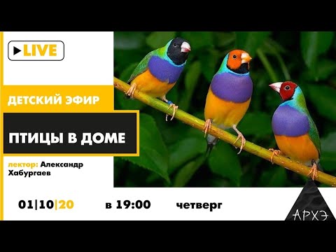 Видео: Детский эфир "Птицы в доме" в рамках рубрики "Путешествия с натуралистом"