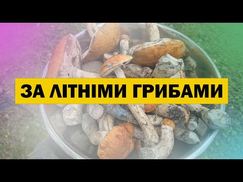 Видео: Чи є гриби в липні? Шукаємо літні гриби. Підберезовики та підосичники!