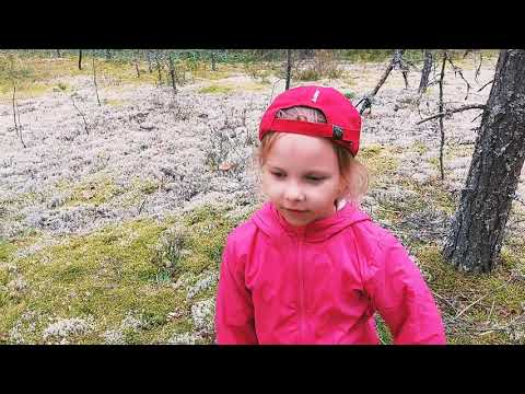 Видео: БОРОВИКОВ СОБИРАЕМ ВЁДРАМИ! БЕЛЫЕ ГРИБЫ! БЕЛЫЙ МОХ!