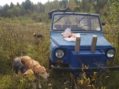 Видео: Русские гончие. Нагонка. Забава отдала голос в 8месяцев.