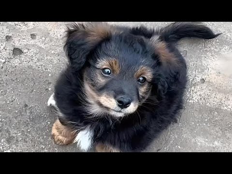 Видео: Пятидесятимерное видео -короткая жизнь щенка!