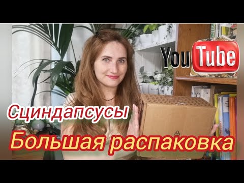 Видео: СЦИНДАПСУСЫ и не только! БОЛЬШАЯ РАСПАКОВКА новых растений! Часть 1.