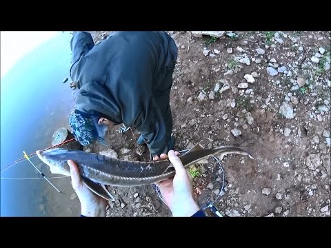 Видео: Ловля Стерляди на Закидушки | Ловля Стерляди на Ручейника | 1080p | "BF"-№ 41