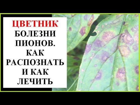 Видео: Болезни пионов. Как распознать и как лечить.